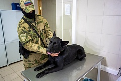 В столичном главке Росгвардии прошёл осмотр служебных собак   